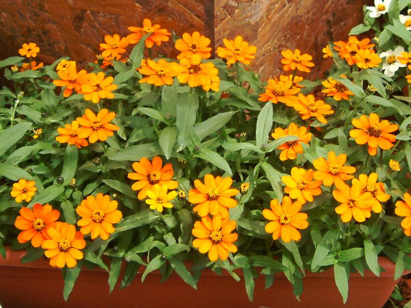 WjAEvt[W(Zinnia Profusion)